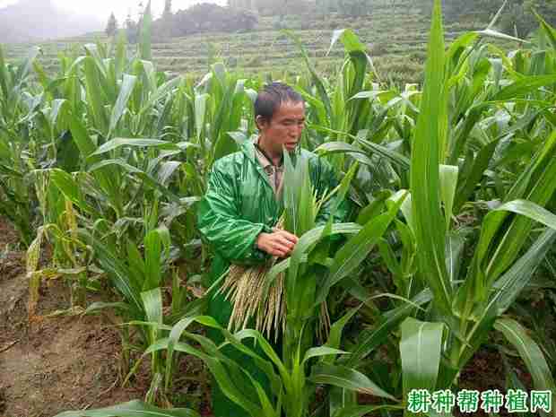 种植玉米如何去雄？